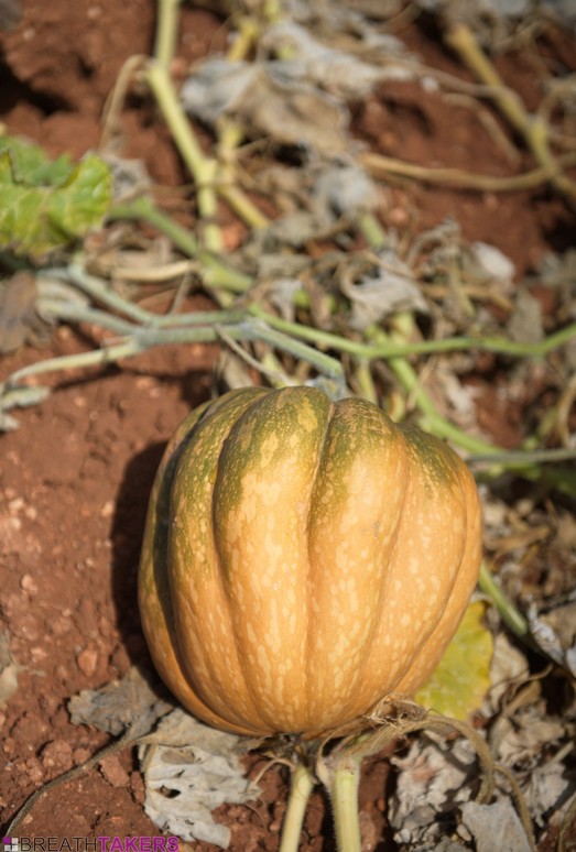 Mia Sollis - Pumpkins And Pomegranates - BreathTakers